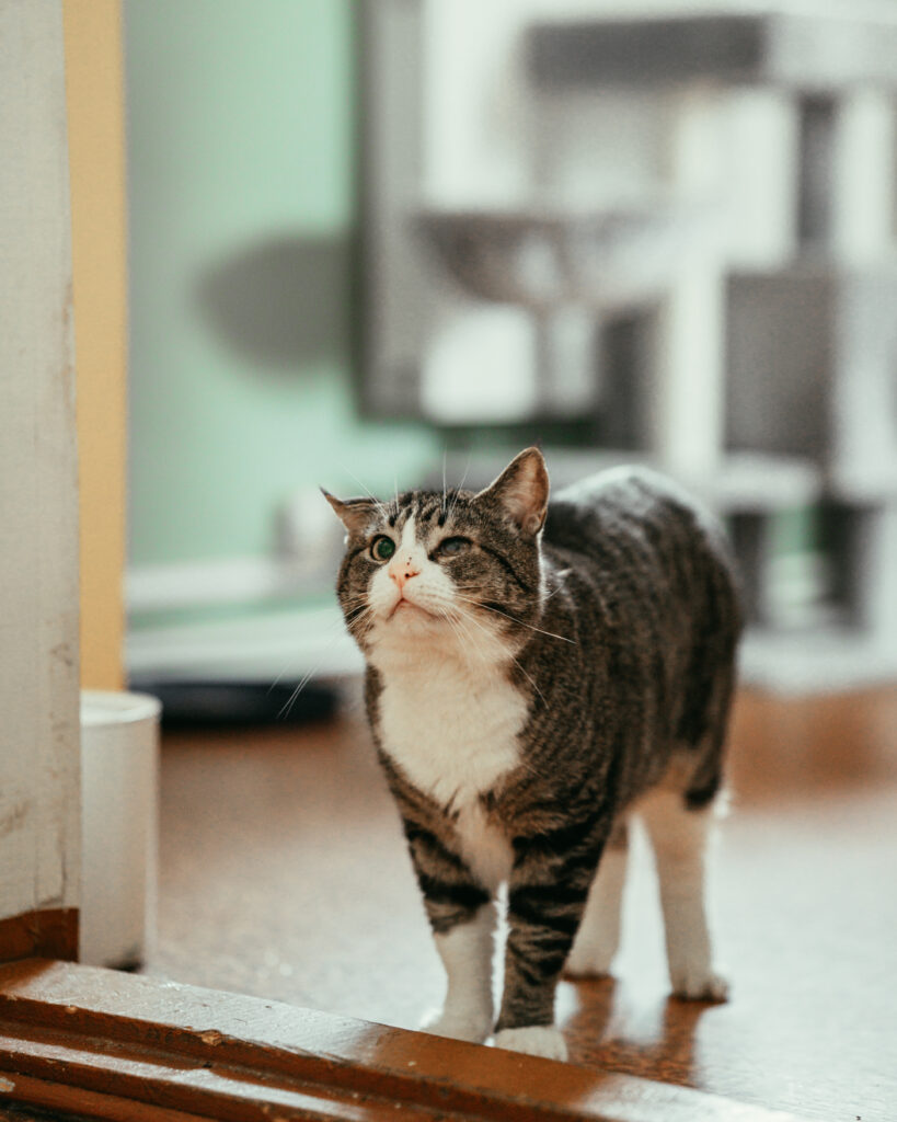 TOM