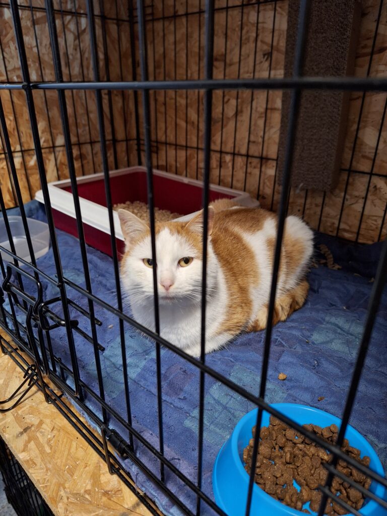 Joko