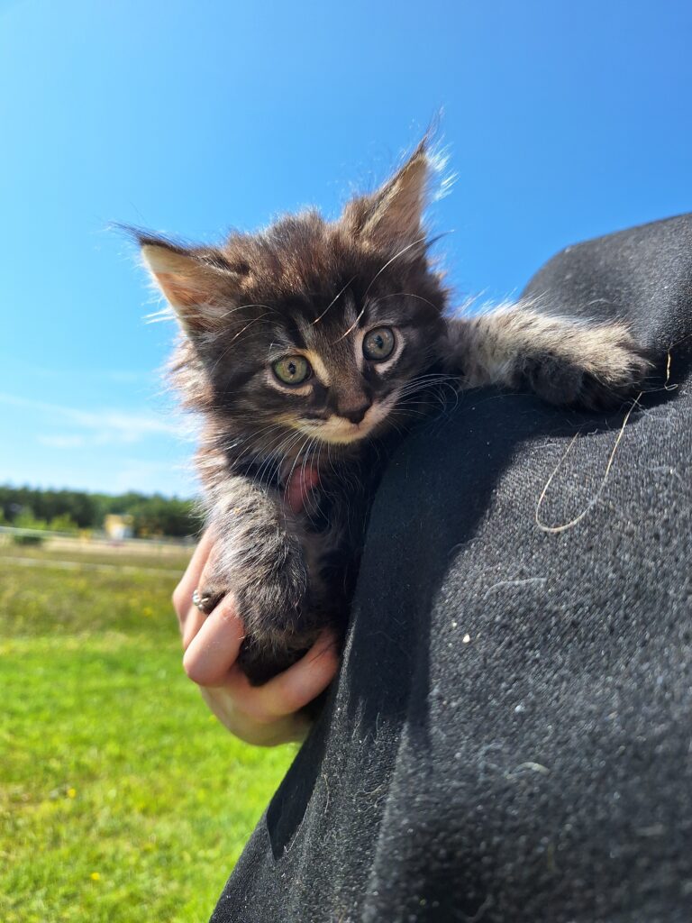 Jasper