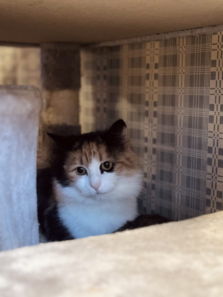 Stella