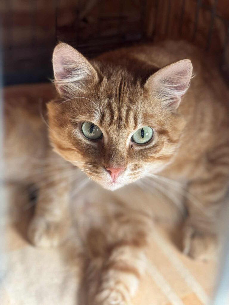 Muku