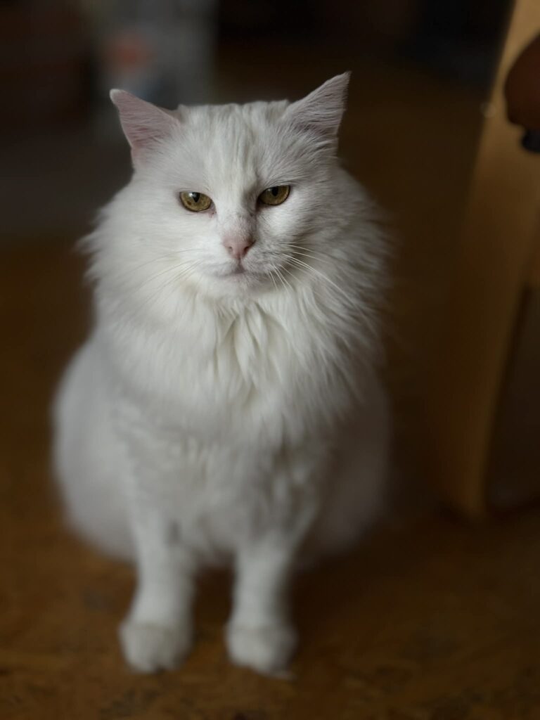 Vanilla