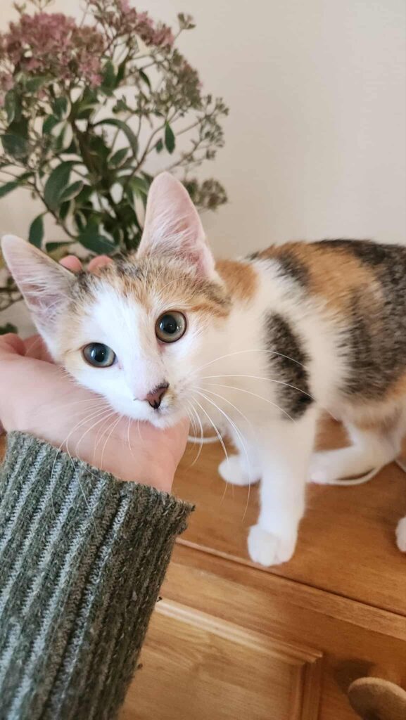 Indi
