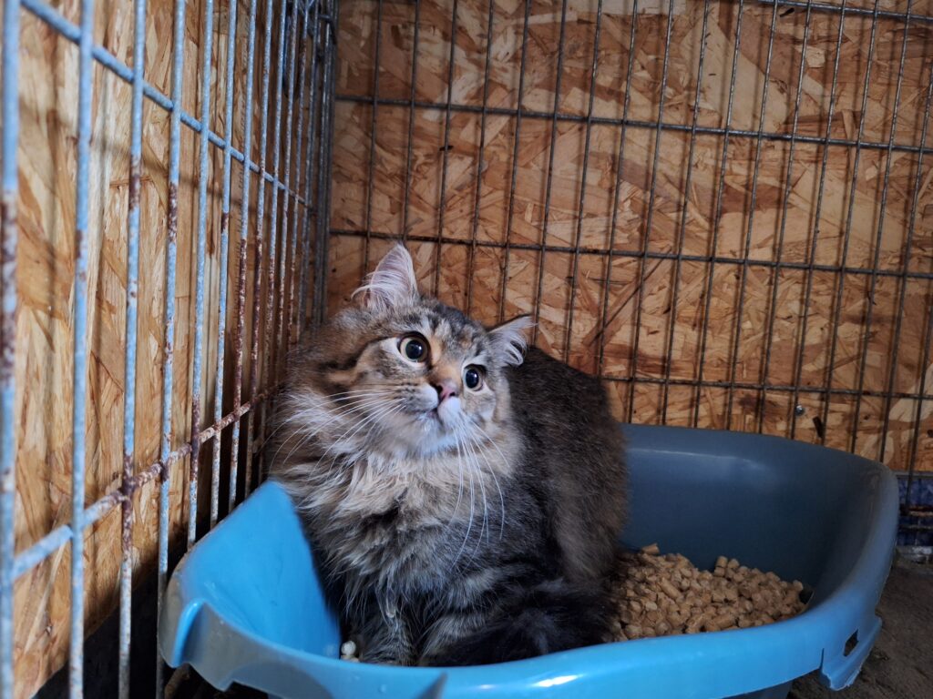 Mindi